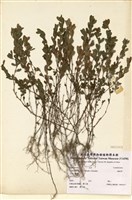 藏品(雞眼草)的圖片